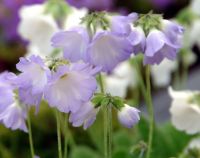 White hoope petticoat type flowers with strong blue shading